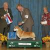 BIS #12, Judge James White, Augusta Kennel Club, October 2012.